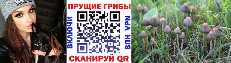 mega tor  Ликино-Дулёво  Галлюциногенные грибы Magic Shrooms  цена  
